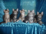 Die fünf Katzenjungen 9,5 Wochen alt.